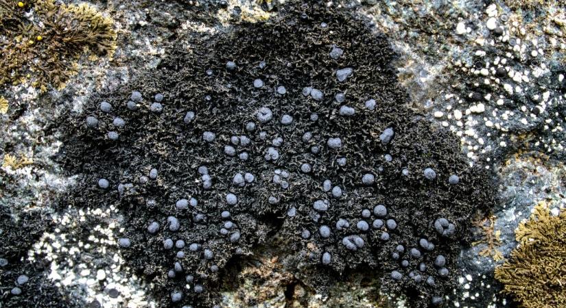 Csernobil sugárzás-zabáló gombái segíthetik a jövőben az űrhajósokat