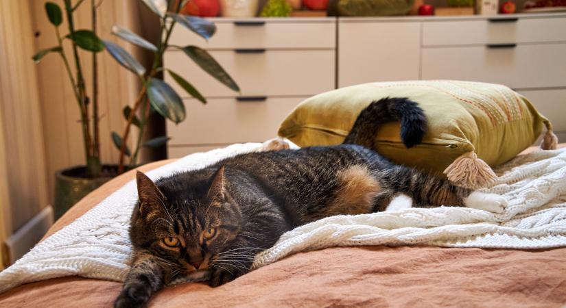 Miért torkollik katasztrófába, ha egy macskás házban akarunk ágyneműt cserélni? (videó)
