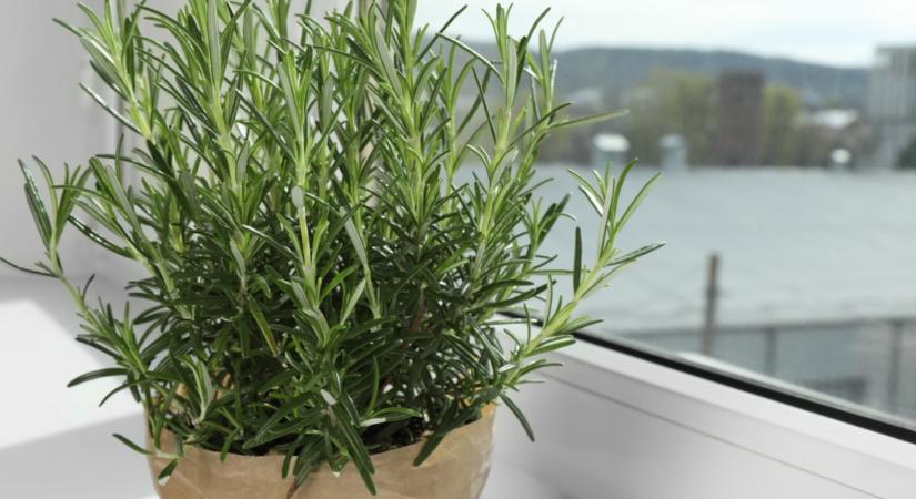 Így teleltesd a rozmaringot, és meg fog lepni jövőre!