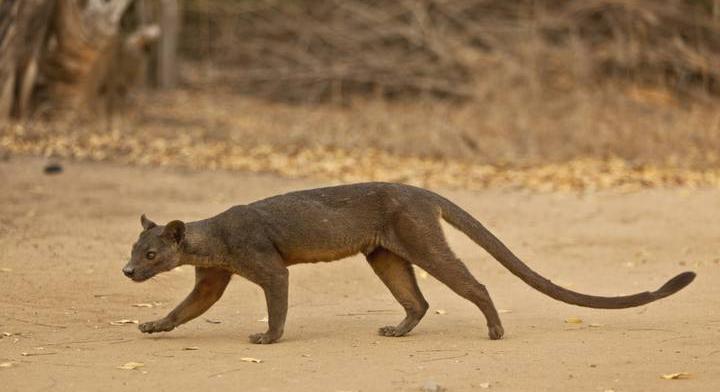 Halfarkas, nünüke, kérész – tudod, mik ezek? Kvíz furcsa állatnevekkel