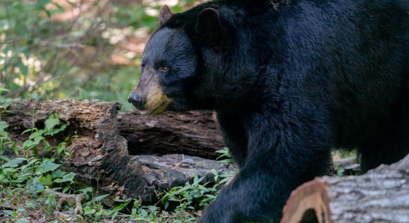 Hihetetlen jelenetek a nyílt utcán – vad medvét próbáltak etetni a felelőtlen turisták
