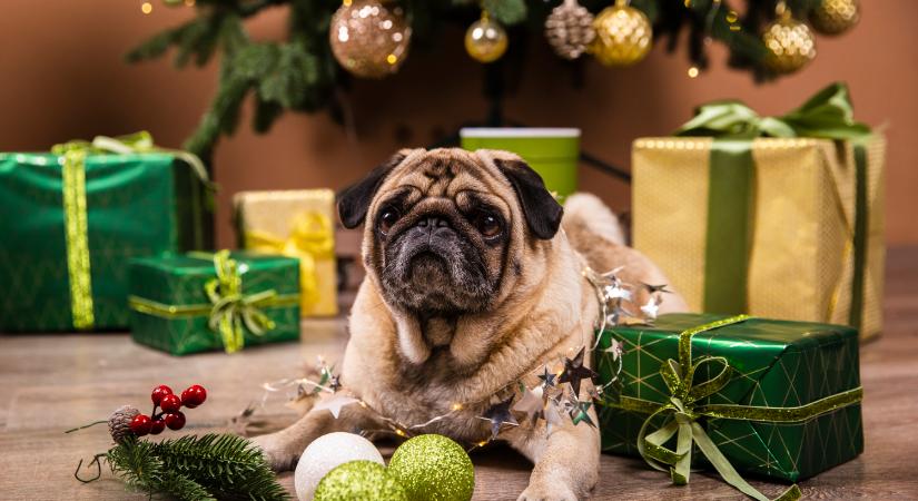 Kutyát Karácsonyra? 5 hasznos tipp, mielőtt négylábút ajándékoznál