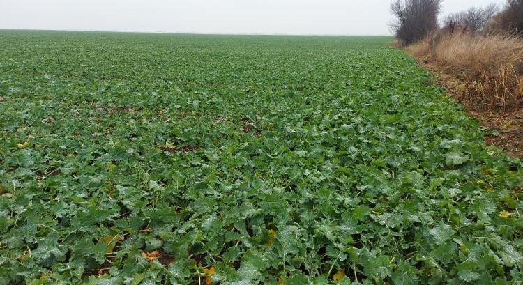 Mindenkori csúcson a világ repceterülete