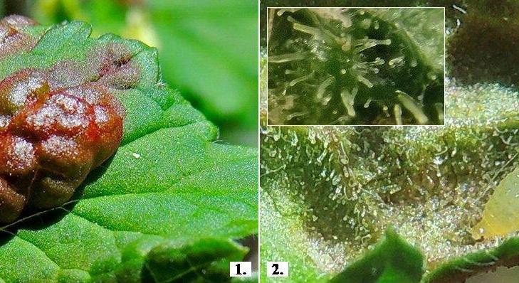 A gubacsokról, 13. rész – A gubacsok belső szerkezete – levélgubacsok: a zacskógubacsok