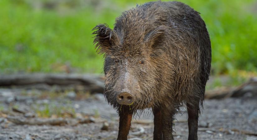 Teljesen lezártak egy területet a járvány miatt: elkezdődött a tesztelés