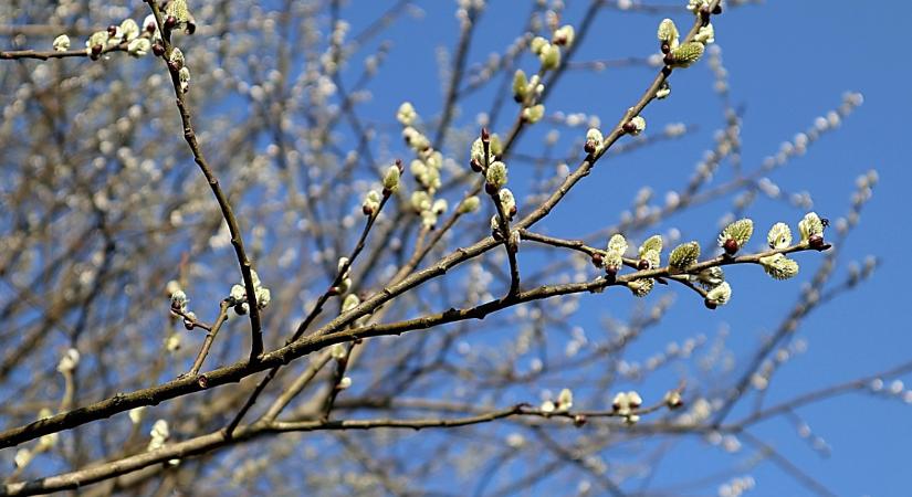 Eldőlt, mi lett az év fája!