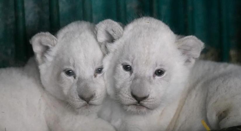 Karácsonyi csoda: két fehér oroszlán született az állatkertben