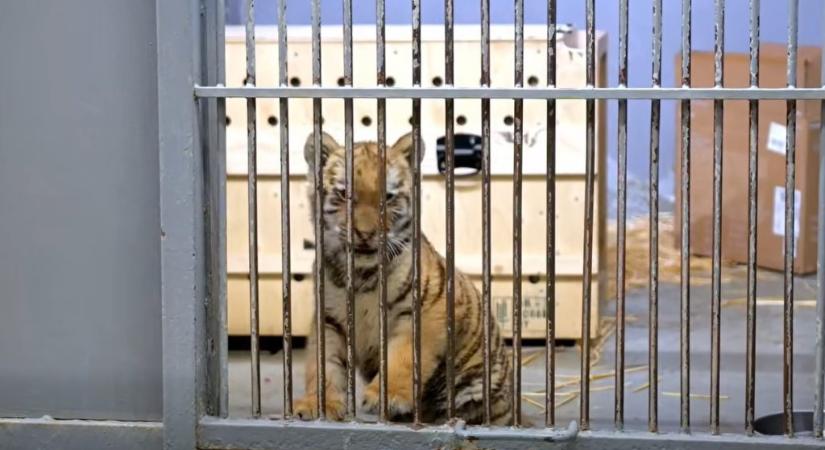 Tigrishez riasztotta a készenléti rendőrség a Fővárosi Állatkertet