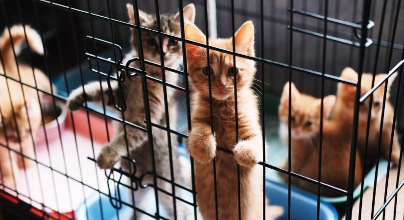 Állatkínzás Nógrádban: súlyos állapotban találták rá a macskákra