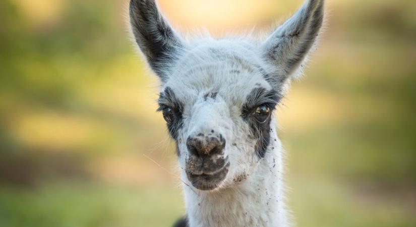 Megszületett a döntés: ezt a cuki nevet kapta a debreceni állatkert kis lámája