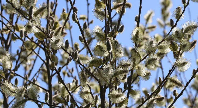 A kecskefűz lett az év fája Magyarországon