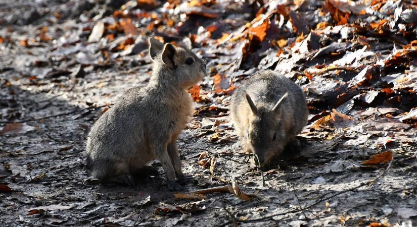 Napi cuki: Különleges kölykök születtek a Miskolci Állatkertben