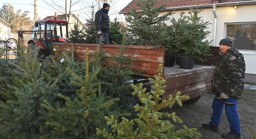 Itt az idő: folyamatosan érkeznek a karácsonyfák Pécsre!