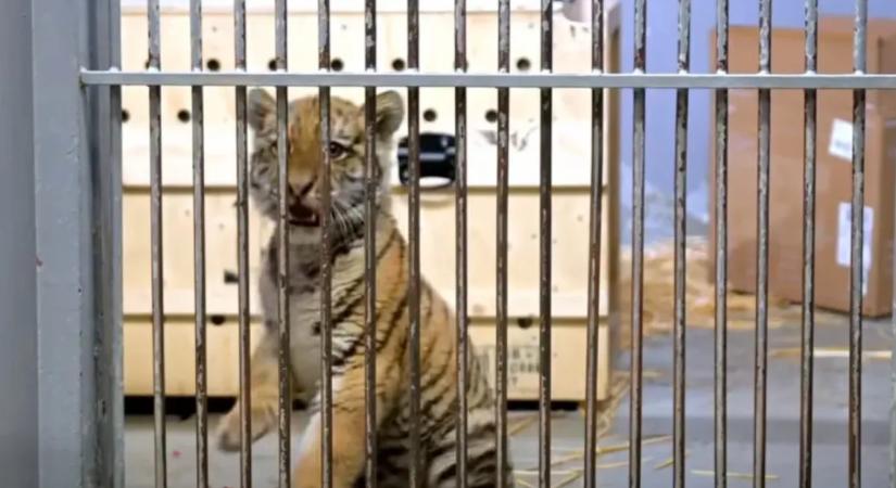 Kistigris miatt riasztotta a rendőrség a fővárosi állatkertet