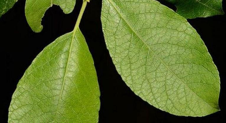 A kecskefűz lett az Év fája 2026-ban