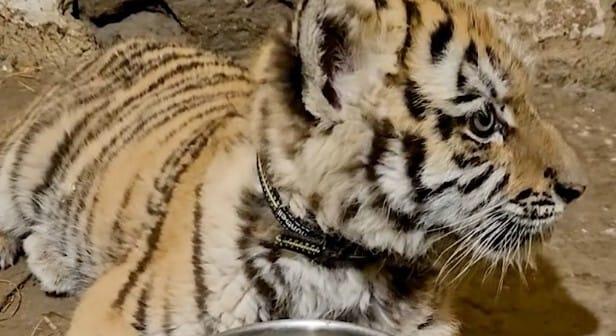 Videók: tigriskölyköt találtak a rendőrök Tiszafüreden, miközben egy kábítószeres ügyben nyomoztak