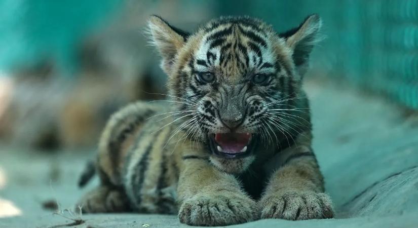 Illegálisan tartott tigris mentettek Budapesten