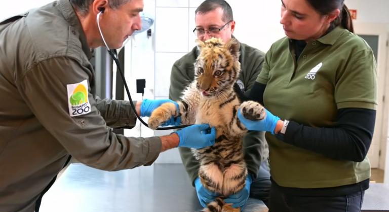 Tigriskölyköt talált a rendőrség egy tiszafüredi drograzzián