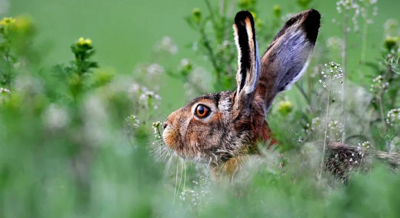 A mezei nyulak 80-90 százaléka elpusztulhat egy vírus miatt Békés vármegyében
