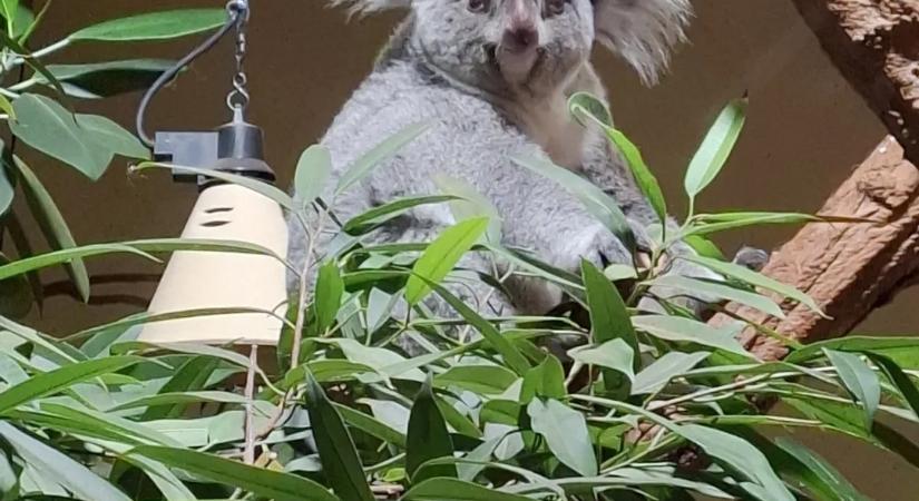 A bécsi állatkertbe is ingyenes a belépés MÚOSZ-igazolvánnyal