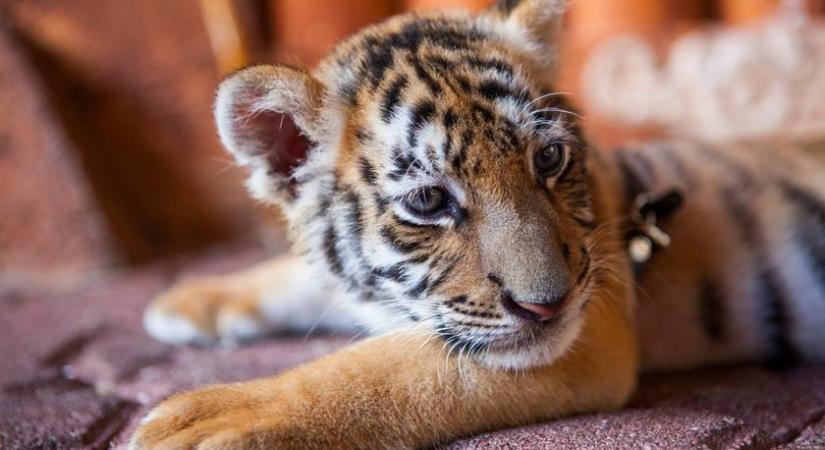 Tigrist találtak egy magyar családi házban: illegális tartás miatt indult eljárás - Videó