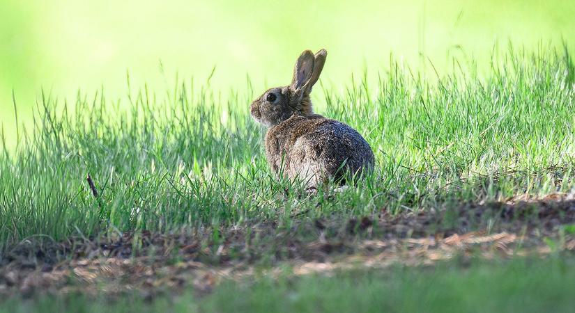 Elpusztulhat szinte az összes mezei nyúl Békésben, Hajdú-Biharban is megjelent a vírus