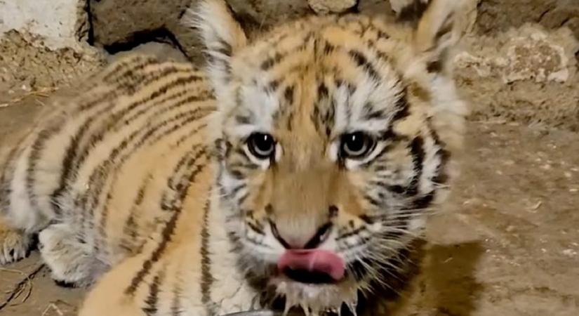 Tiszafüreden találta a kis tigrist a rendőrség