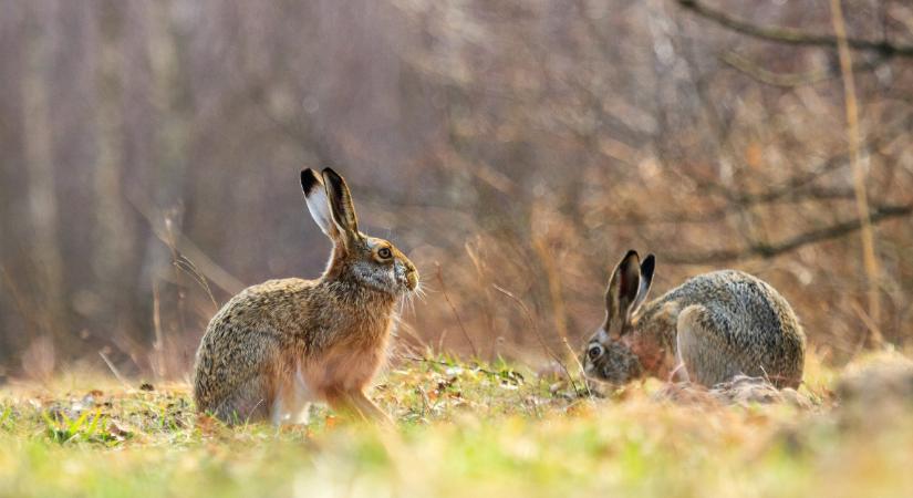 Drámai helyzet Békésben: tömeges pusztulás fenyegeti a nyulakat