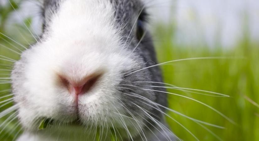 Nagy bajban a nyúlvadászok