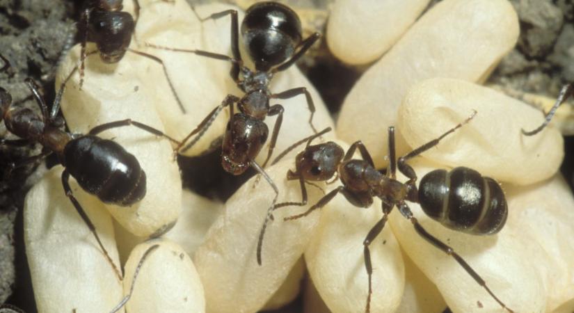 Így áldozzák fel magukat a hangyák a bolyukért