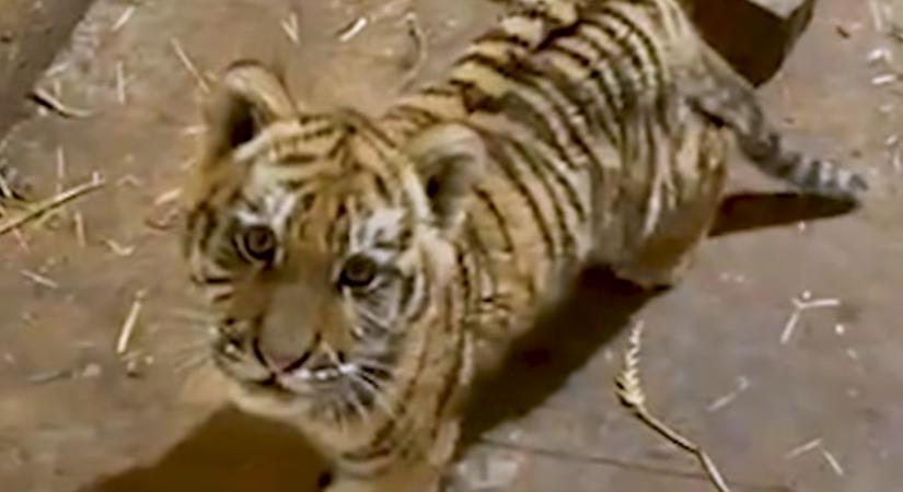 Drograzzián akadtak a kistigrisre Tiszafüreden a nyomozók (VIDEÓ)