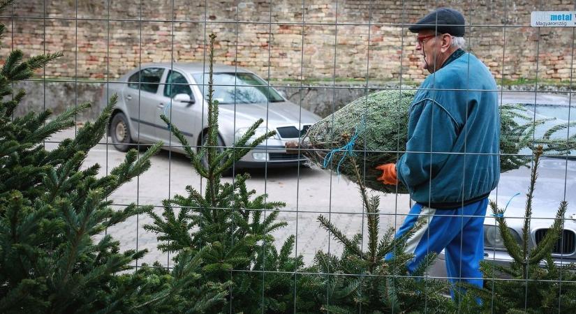 A fenyőárusok kitelepülése túl korai, az orvoskar előtti tér viszont káprázatos - ezekről írtak olvasóink