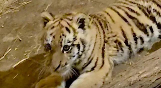 Drogdílerért mentek, kistigris nyávogott a rendőrökre egy tiszafüredi házban