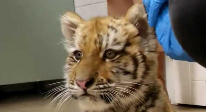 Ilyet még a rendőrök sem láttak: tigriskölyök morgott rájuk egy tiszafüredi házban – videóval