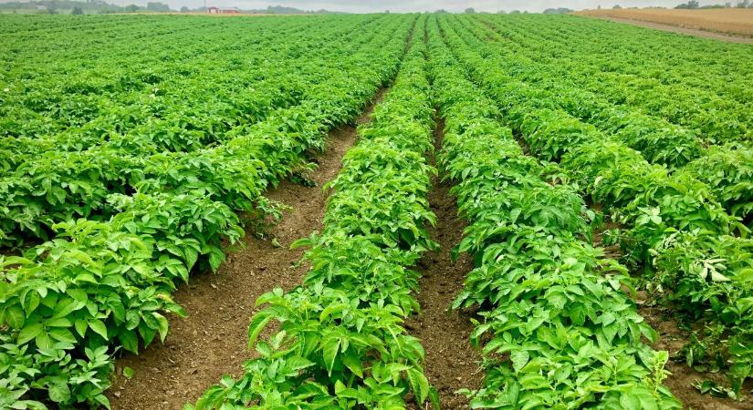 Ezt tudja a génmódosított burgonya: győzelem egy kártevővel szemben