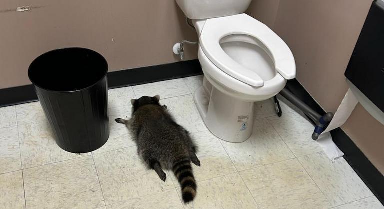 Lerészegedett az iszákos mosómedve a boltban, a mosdóban ébredt másnaposan