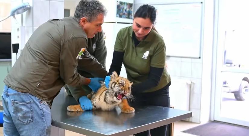 Tigris a tanyán: különleges fogás a tiszafüredi razzián – videók