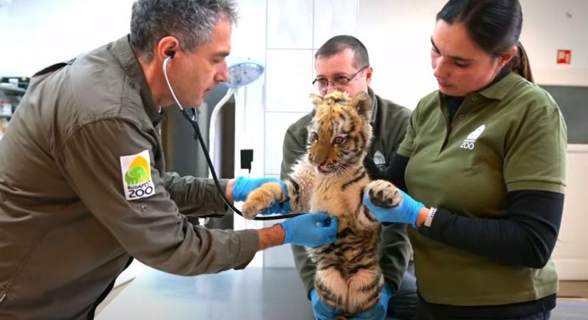 Nyávogó tigriskölyök fogadta a rendőröket Tiszafüreden