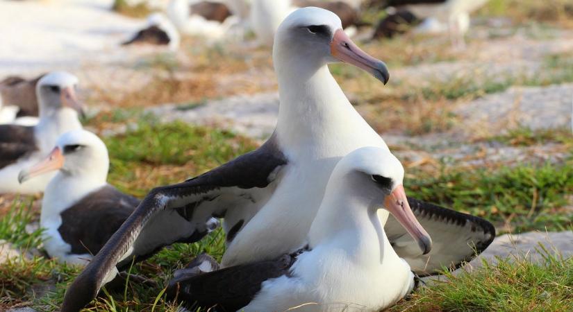 Íme a világ legidősebb madara – Wisdom hazatért