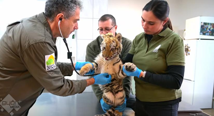 Erre még a rendőrök sem számítottak! Tigrisre bukkantak egy tiszafüredi akció során – VIDEÓ!