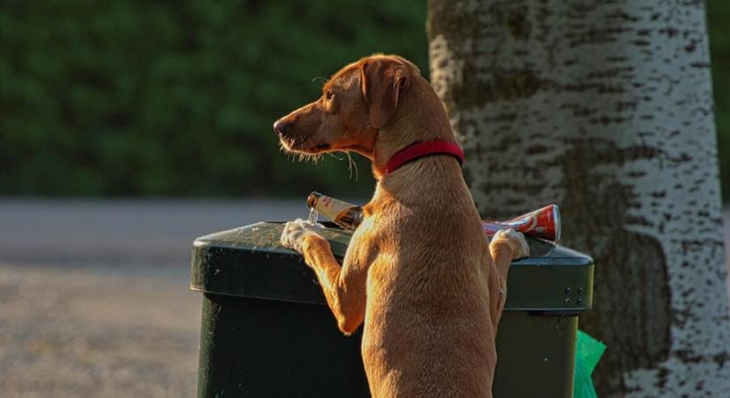 Miért rajonganak a kutyák a szemétért? – A (nagyon cuki) tudományos magyarázat