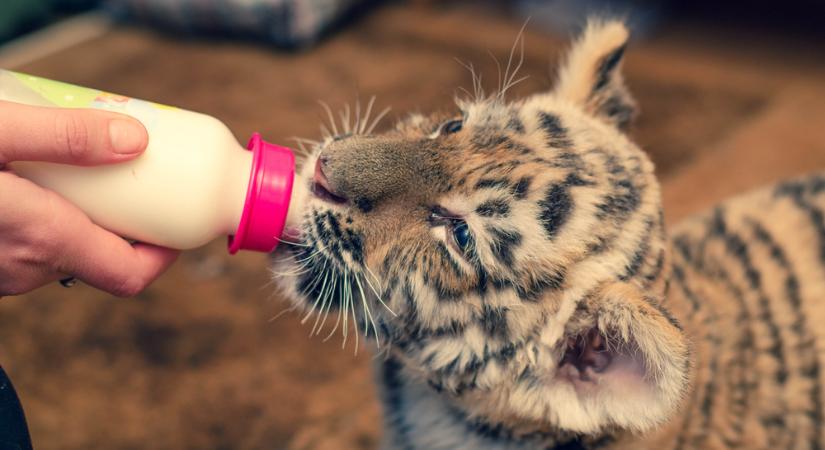 Tigriskölyköt találtak egy drograzzia során Tiszafüreden  VIDEÓ!