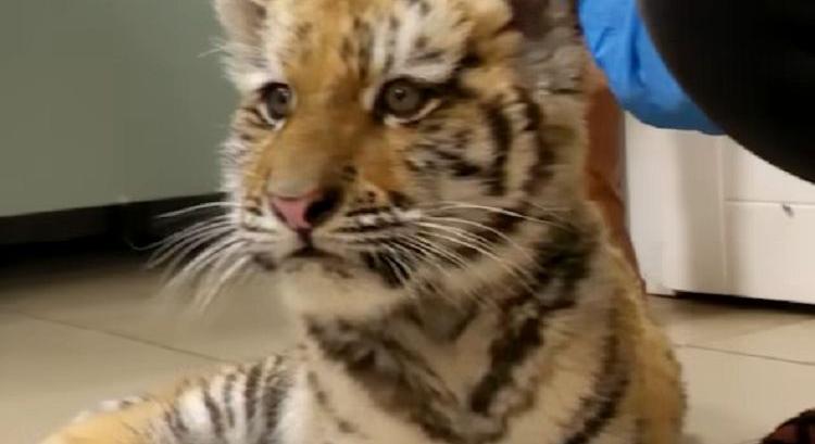 Tigrist találtak egy tiszafüredi házban