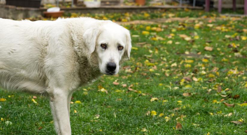 Állatkínzás miatt börtön fenyeget egy 72 éves szőgyéni férfit