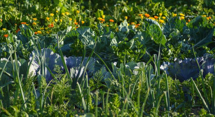 Túlkínálat és alacsony árak sújtják az európai szabadföldi zöldségpiacot