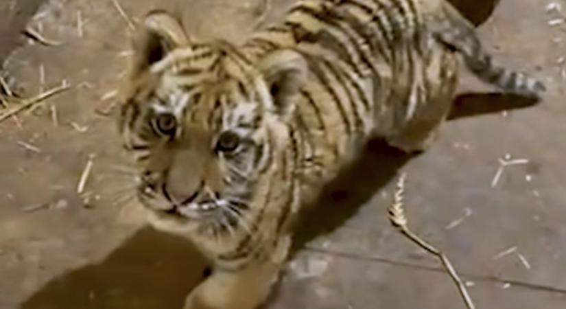 Tigrishez riasztotta a készenléti rendőrség a fővárosi állatkertet