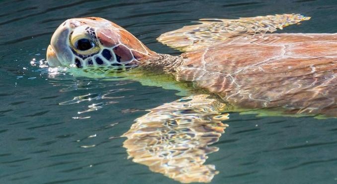 Rakétavetős katonát csináltak Franklinből, az aranyos mesefigurából