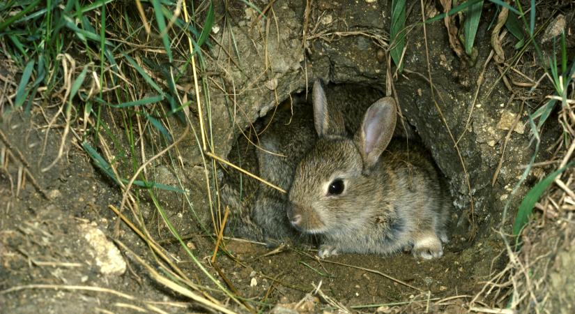 Veszélyes vírus pusztít az egyik megyében – egyes állatok többsége odaveszhet