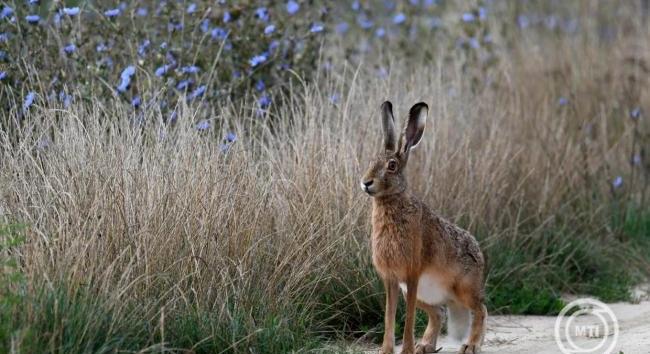 A mezeinyúl-állomány 80-90 százaléka elpusztulhat egy vírus miatt