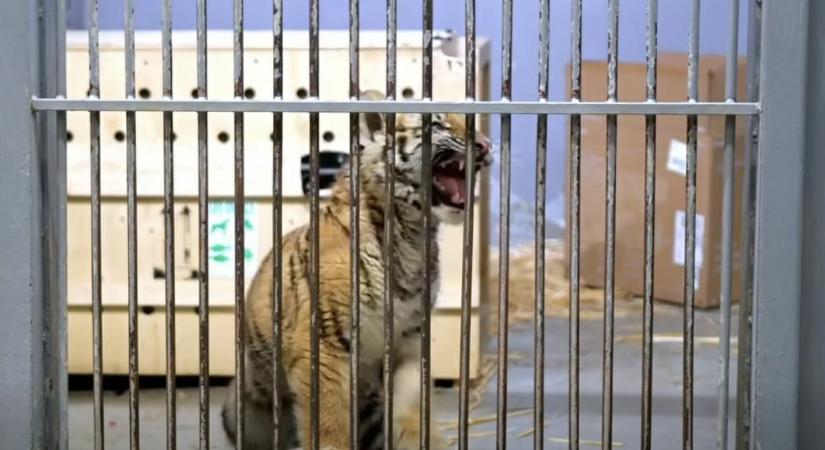 Most közölte a Rendészeti Államtitkárság: veszélyes vadállatot találtak egy tiszafüredi házban